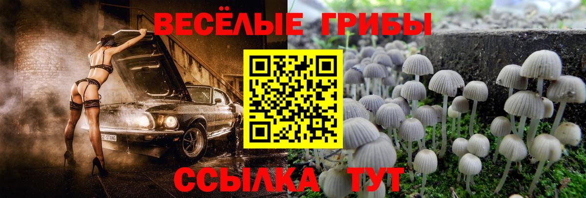 Галлюциногенные грибы Psilocybine cubensis Горячий Ключ